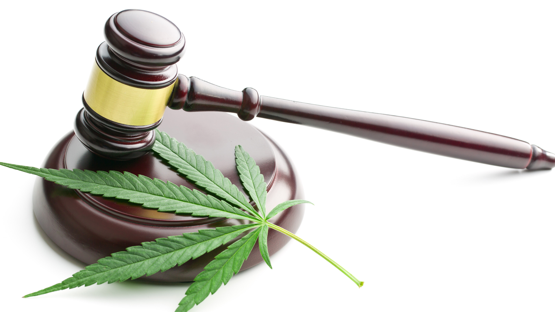 Oaksterdam University: cannabis legalisation, education and civil rights