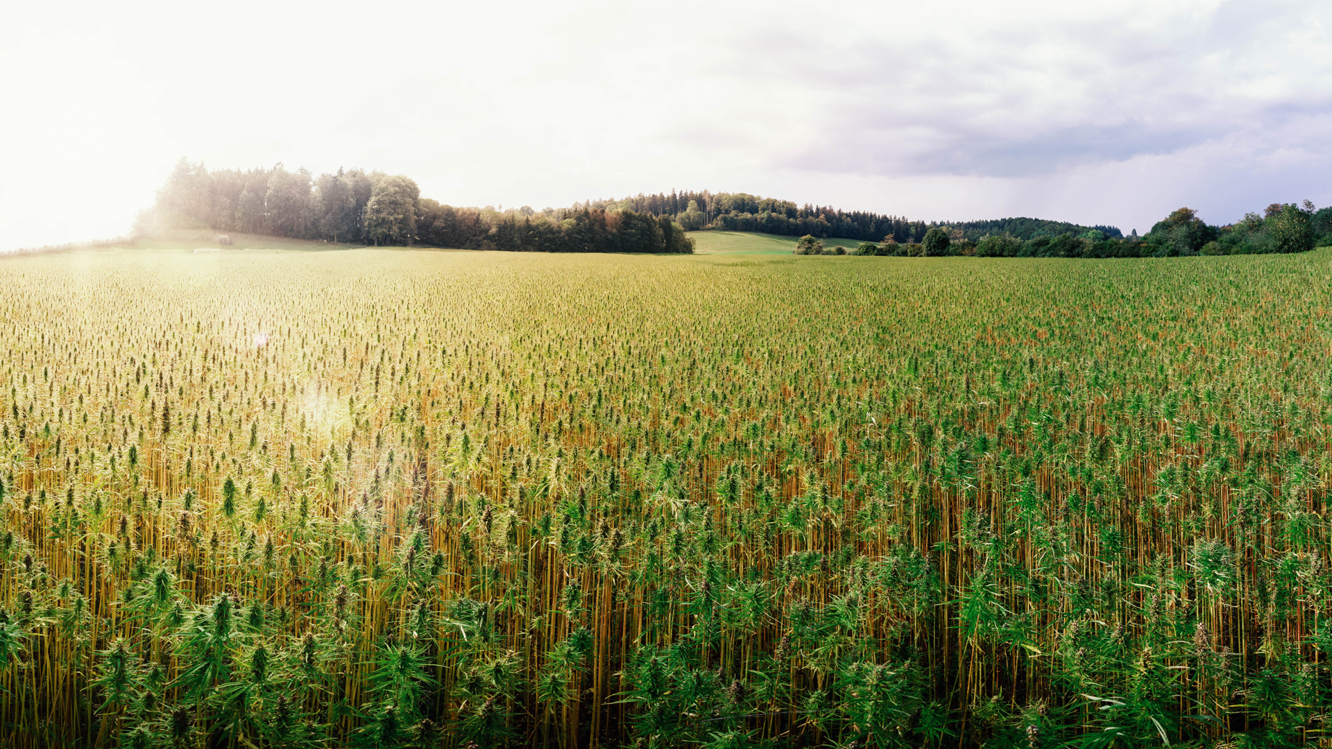 Can Europe learn from Germany’s approach to cannabis?