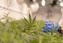 MediPharm Labs secures European cannabis supply agreement