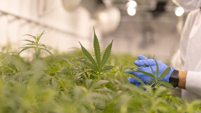 MediPharm Labs secures European cannabis supply agreement