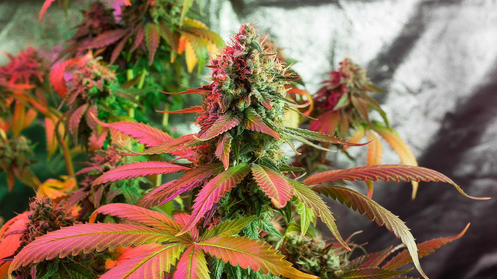 PURE5 Extraction: extracting pristine cannabis terpenes