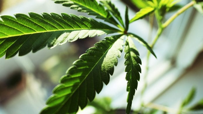 First cannabis company in Malta obtains EU-GMP certification