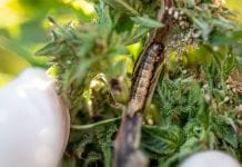 How can farmers protect their cannabis plants from pests?