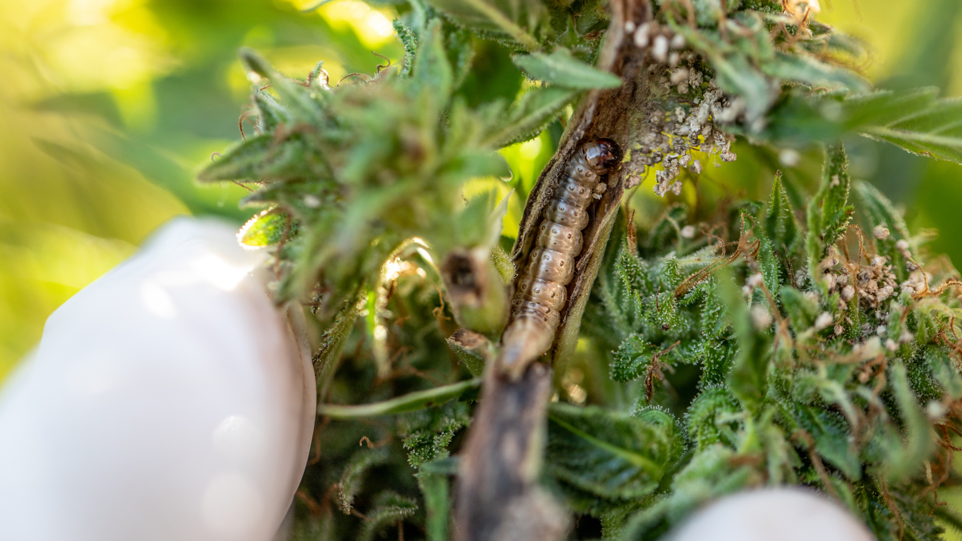 How can farmers protect their cannabis plants from pests?