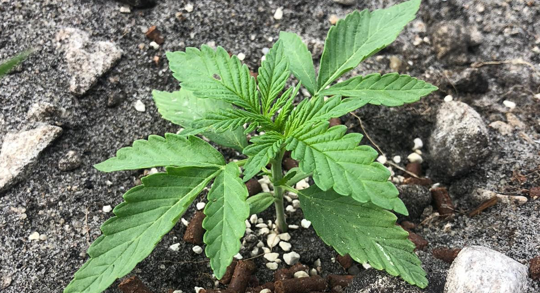 Hemp Futures: a growing hemp producer in Estonia