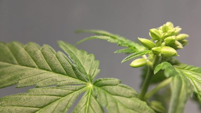 © iStock/OlegMalyshev Leafcann Group: how do we futureproof the medicinal cannabis industry?