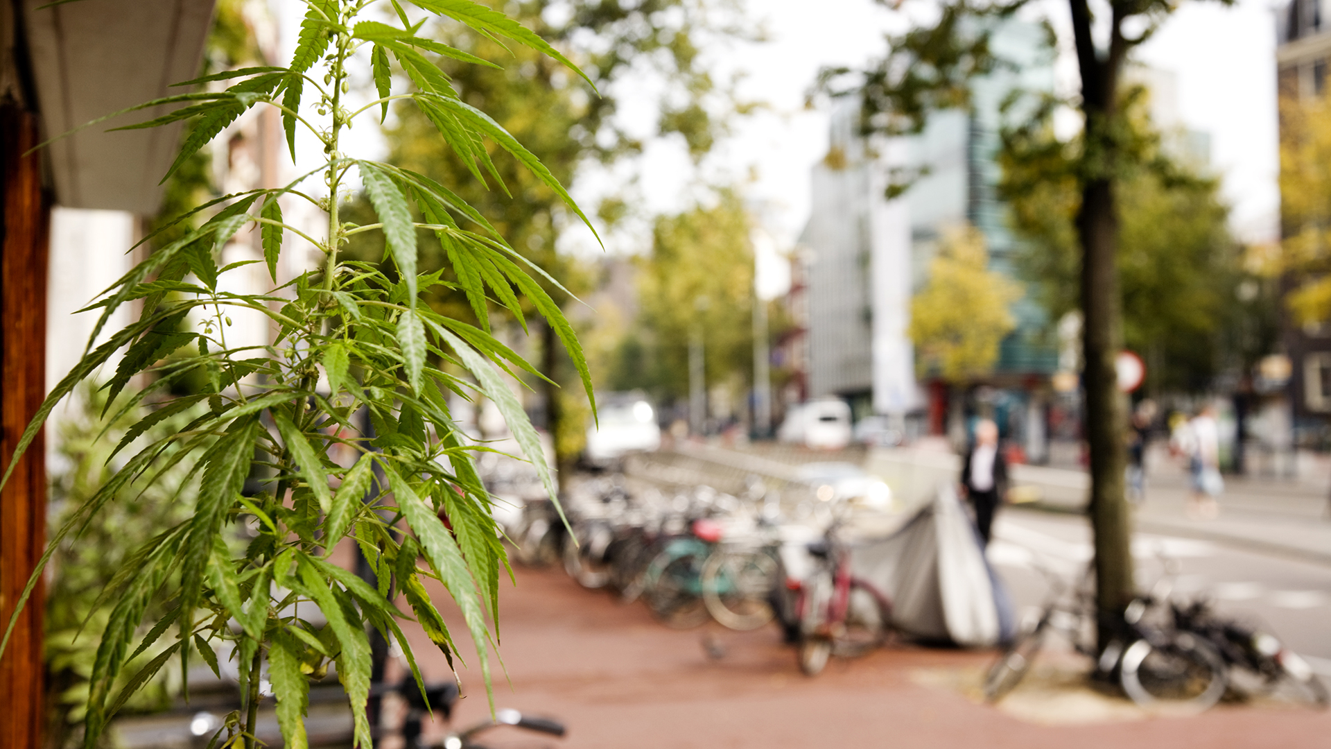Shipping medical cannabis: a Dutch perspective