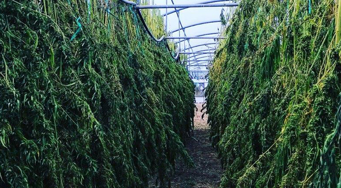 The bright future of the CBD market and the impact of COVID-19