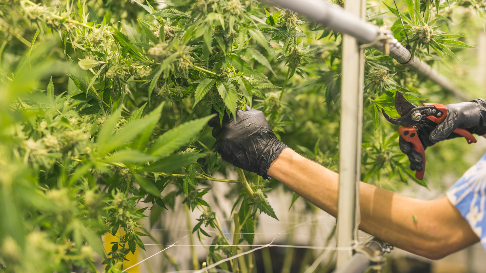 Engineering environmental controls for efficient indoor cultivation