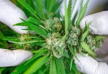 Free medical cannabis education platform launched in the UK