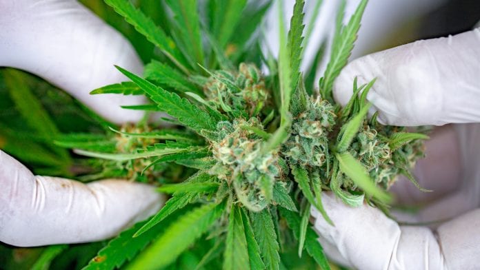 Free medical cannabis education platform launched in the UK