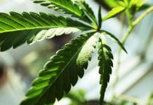 Medical cannabis policy and practice in Germany
