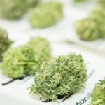 Medical cannabis patients use fewer healthcare resources