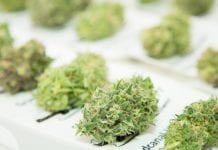 Medical cannabis patients use fewer healthcare resources