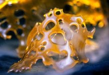 Cannabis concentrates boost THC blood levels but do not get you ‘higher’