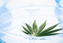Cannabis research, innovation, and policy in Australia