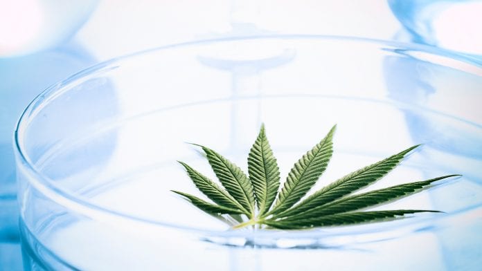 Cannabis research, innovation, and policy in Australia