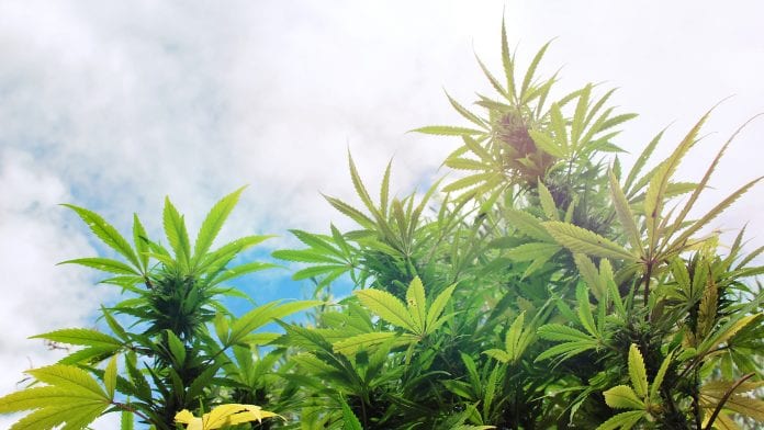 © iStock/LazingBee CLEAR UK: lobbying, policy, and the flaws of CBD Novel Foods regulation