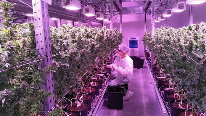 From plant to patients: pharmaceutical grade cannabis solutions