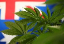 Advocacy group launches Australian Medicinal Cannabis Course Online