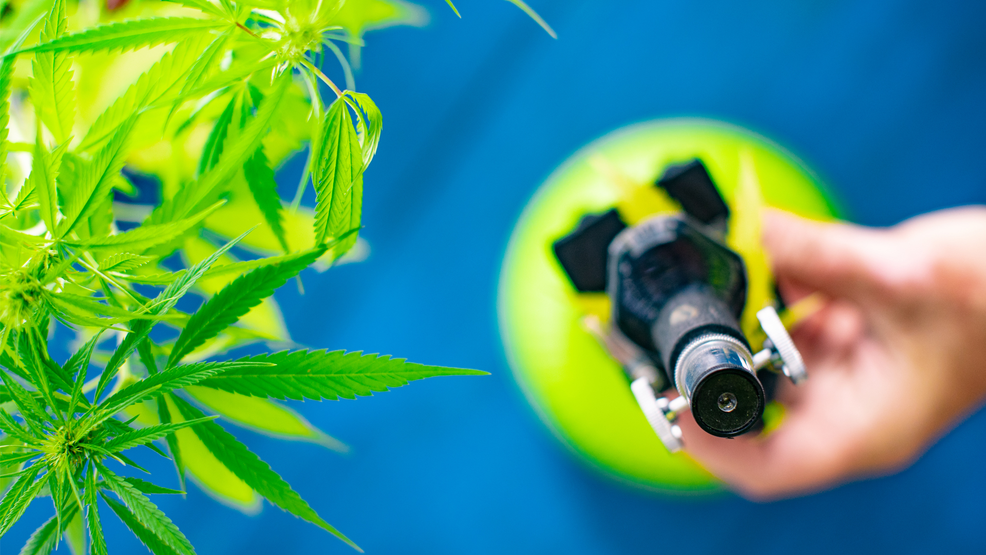 White paper aims to accelerate cannabis integration into UK healthcare