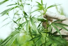 Colombian cannabis producer Clever Leaves granted EU GMP certification