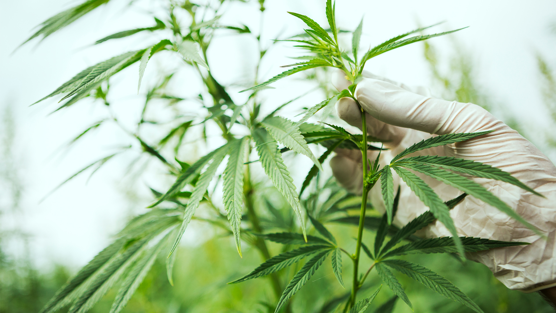 Colombian cannabis producer Clever Leaves granted EU GMP certification