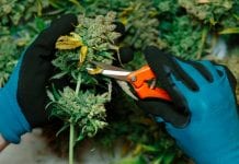 Cannabis production as extraction and distillation technologies advance