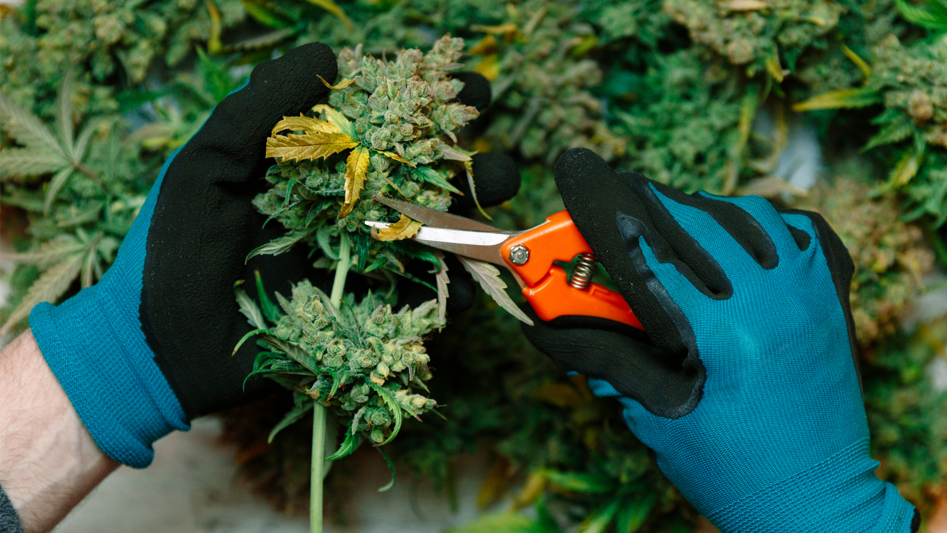 Cannabis production as extraction and distillation technologies advance