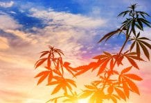What happened to cannabis stocks?
