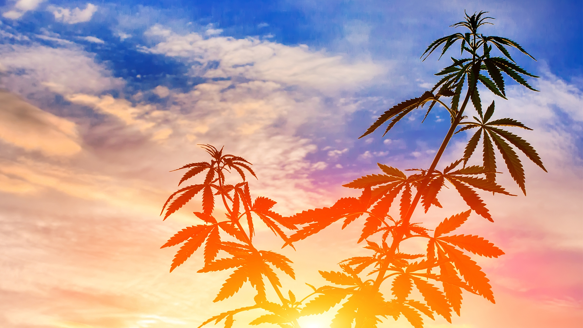 What happened to cannabis stocks?