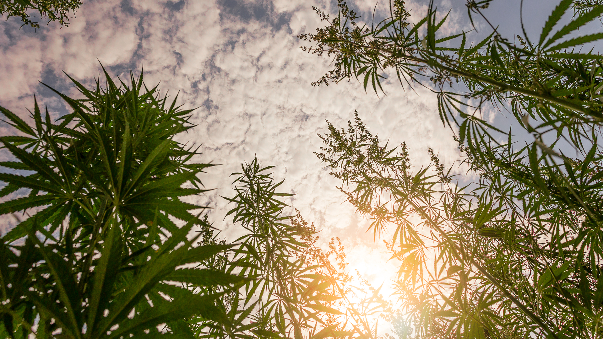 Discover the EUMCA with Professor Trevor Jones