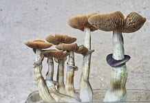 Investigation launched after Home Office psilocybin rescheduling response