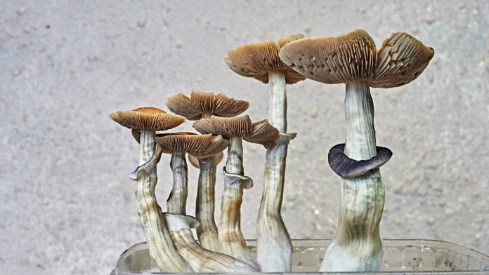Investigation launched after Home Office psilocybin rescheduling response