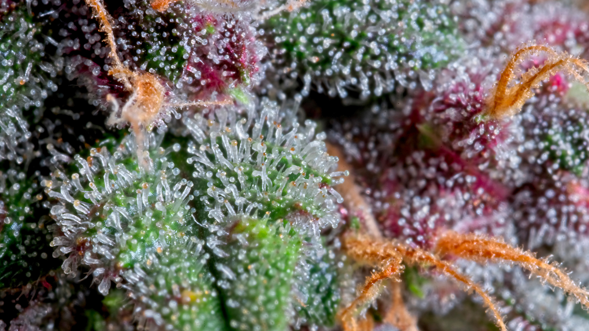 The LeafCann Group in 2020