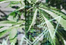 The future of medical cannabis: regulation, capital raising, and investments