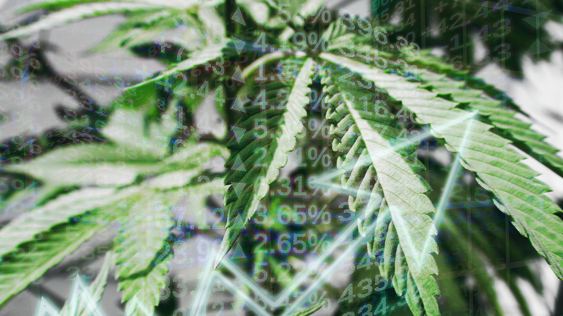 The future of medical cannabis: regulation, capital raising, and investments