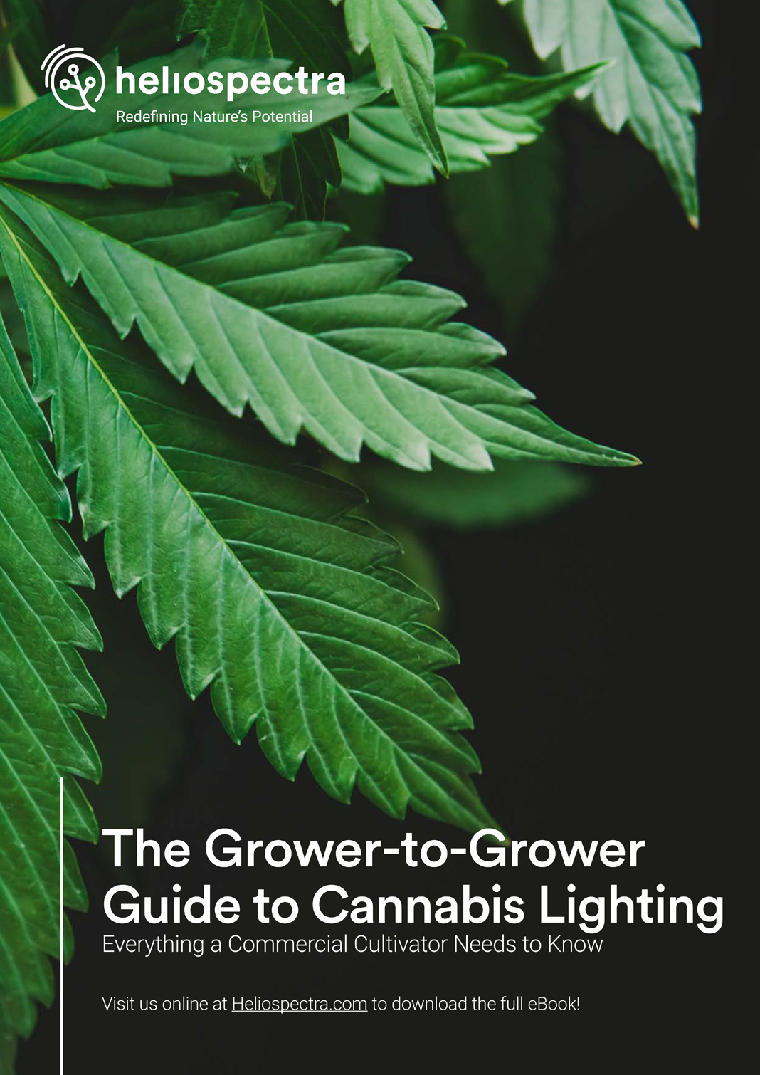 Everything a commercial cannabis grower needs to know about lighting