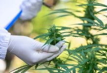 A resource-efficient cannabis industry starts with benchmarking