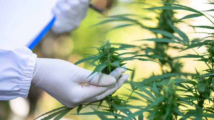 iStock-Tinnakorn Jorruang A resource-efficient cannabis industry starts with benchmarking