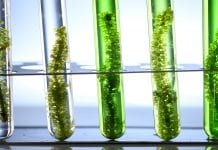 University of Liverpool scientists to explore anti-viral properties of seaweed