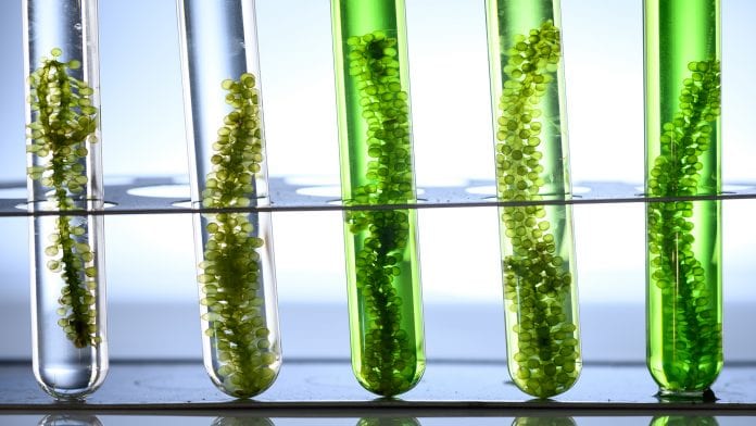 University of Liverpool scientists to explore anti-viral properties of seaweed
