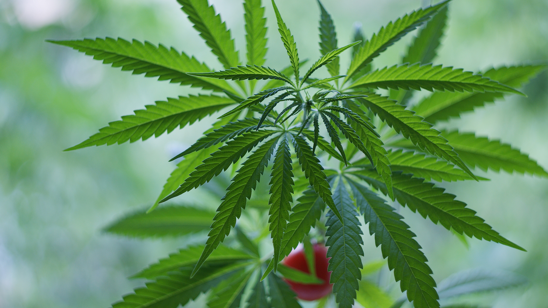 Cannabis cultivation research and data