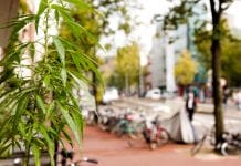 Exploring Dutch medical cannabis with Bedrocan