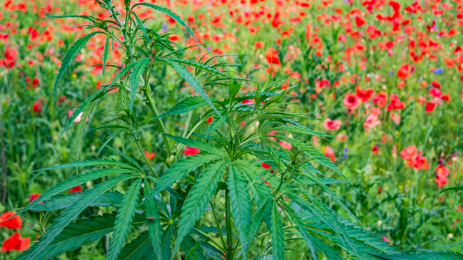 Addiction, education, and the future of cannabis policy in the US