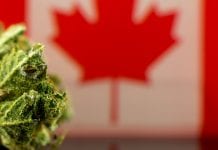 Canadian legal medical cannabis system forcing patients to self-medicate