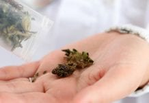 Medical Cannabis Awareness Week: calls for NHS prescriptions