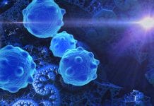 Tracking the role of macrophages in cancer spread with new technology Tracking the role of macrophages in cancer spread with new technology