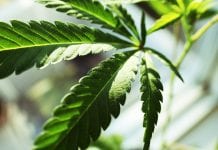 Medicinal cannabis may play a significant role during COVID-19