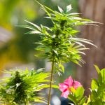 Cannabis and chronic pain in Australia